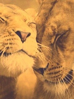 Нежные львы обои