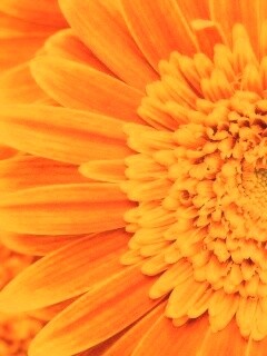 Большой оранжевый гербер обои