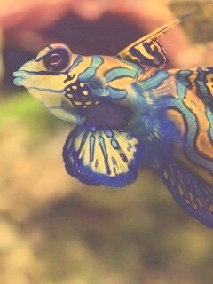 Разноцветная рыбка обои