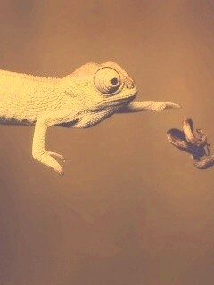 Ящерка тянется к ветке обои