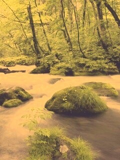 Лесная река обои