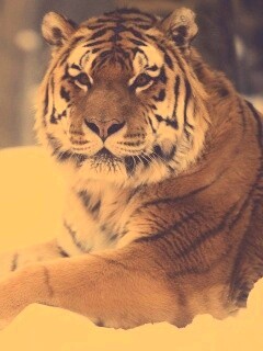 Тигр в снегу обои