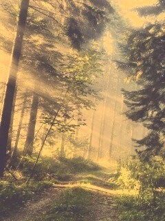 Тропа в лесу обои