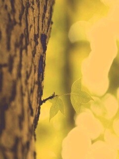 Листок на стволе дерева обои