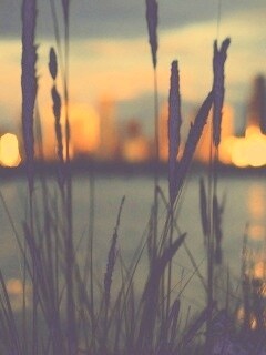 Камыш на фоне вечерних огней обои