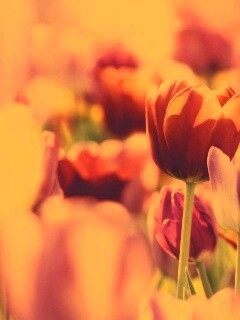 Красивые тюльпаны обои