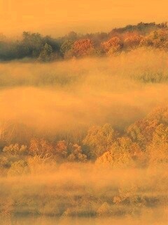 Туманный лес обои