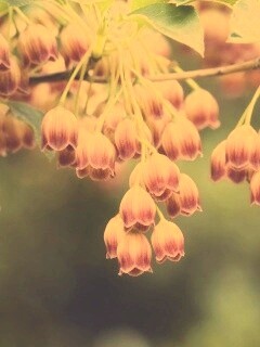 Красные колокольчики обои