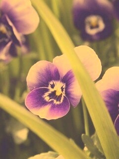 Анютины глазки обои