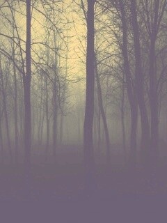 Страшный туманный лес обои