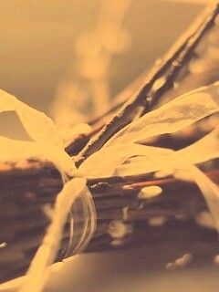 Букет вербы обои