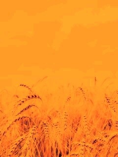 Поле колосьев обои