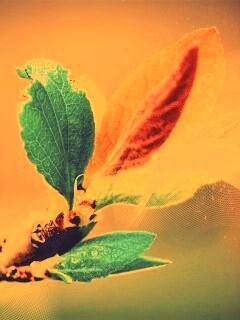 Разноцветные листья обои