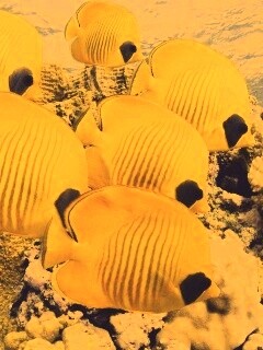 Желтые рыбки обои