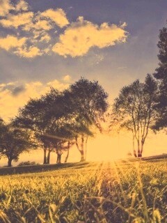 Лучи солнца на траве обои