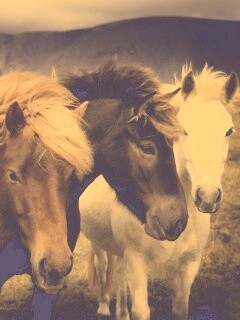 Мустанги обои