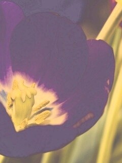 Фиолетовый цветочек обои