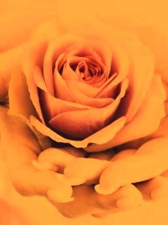 Роза в женских руках обои