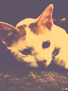 Белый кот на черном полу обои