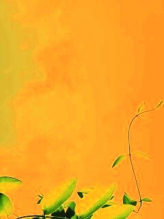 Зеленые ветви на фоне голубого неба обои