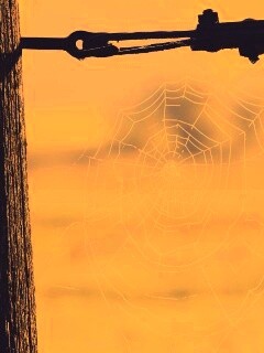 Паутина 51 обои