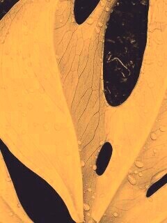 Белый лист обои