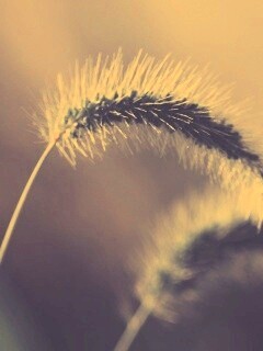 Травинка обои