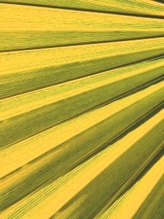 Зеленый пальмовый лист обои