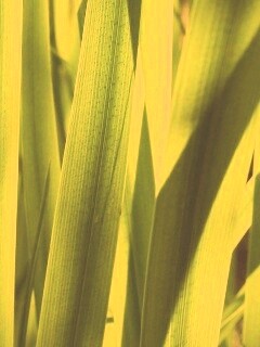 Стебли травы обои