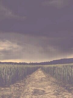 Поле ночью обои