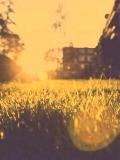 Трава во дворе обои