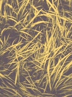 Блеклая трава обои