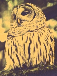 Сова на ветке обои