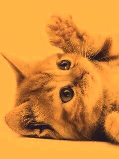 Котёнок обои