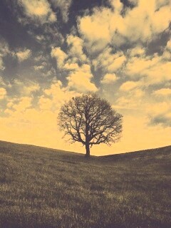 Холм одинокого дуба обои