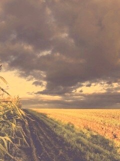 Кукурузное поле обои