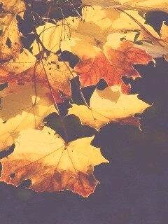 Колоритные осенние листья обои