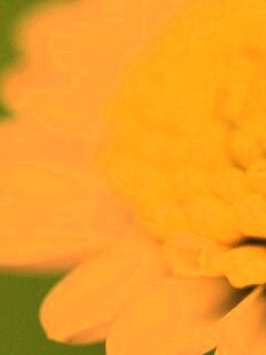 Хризантема обои