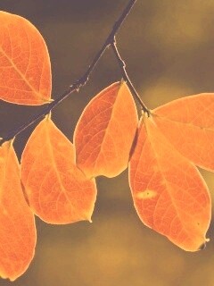 Ветка с оранжевыми листьями обои