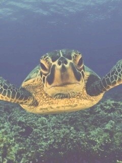 Морская черепаха обои