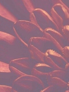 Лепестки хризантемы обои