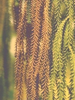 Зеленые колючки обои