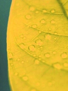 Зеленый листик в макро обои