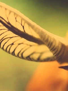 Сетчатый лист обои