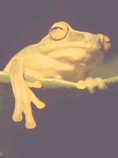 Лягушка на отдыхе обои