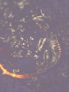 Огненный дракончик обои