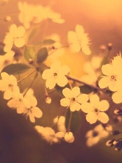 Ветка сакуры обои