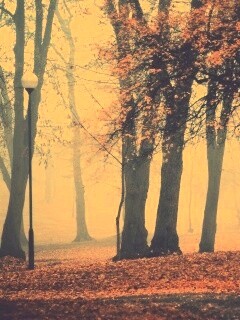 Парк красных листьев обои