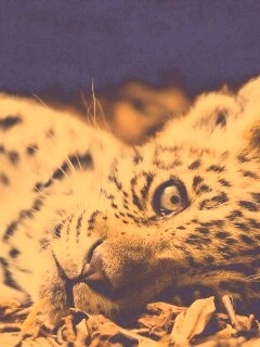 Гепард котенок обои