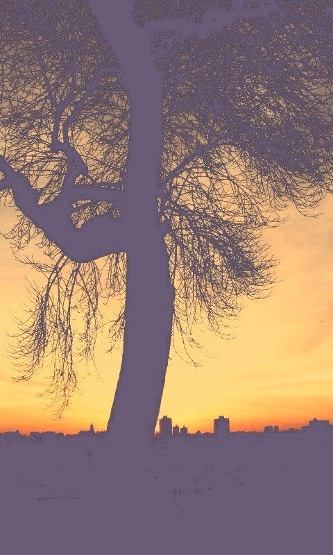 Одинокое дерево обои